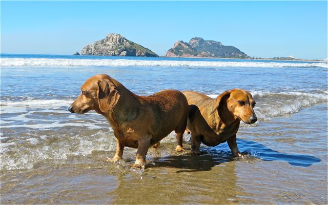 A lovely beach walk this morning, wonderful breeze and gentle waves.