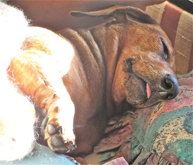 Isn't Caeli cute with her wee toungue sticking out.
