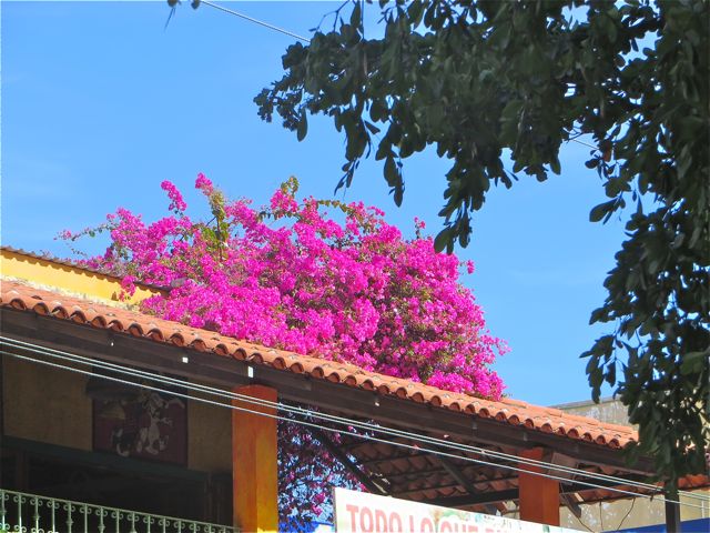 As we strolled away from the Golden Zone I noticed this lovely bouganvillea growing over the roof of a restaurant.