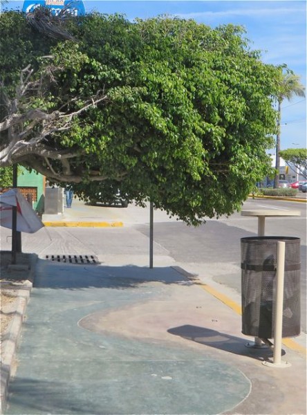 Sidewalk impediment. I would have to have totally doubled over to walk under this tree and even then my back would have touchedt he lower limbs.