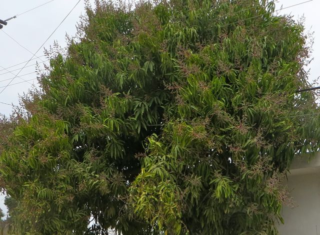 Looks like this is going to be a good year for mangos. This tree, across from our lavenderia is in full bloom...