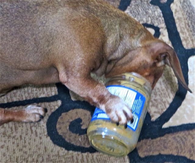 Colin emptied his peanut butter jar ( I can't stand the stuff although I love peanuts ). Caeli has the longest tongue and gets right into it. Love how she holds the jar with her paw. Carmeh of course gets a wee blob on the lid to lick up.