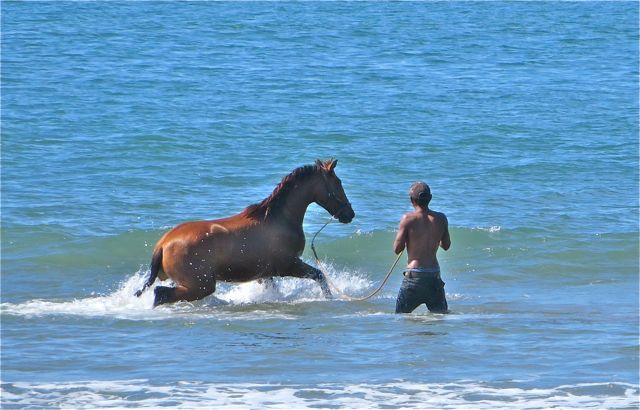 It finally worked once the horse was moved into the water.