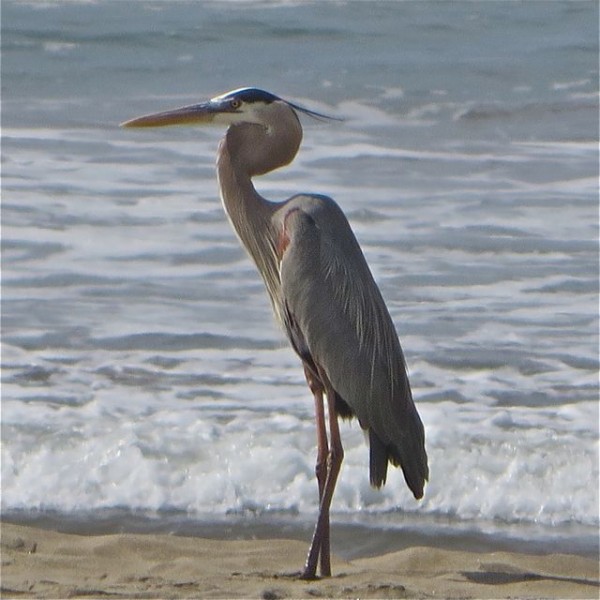 This beauty was standing directly in front of our site. Love the zoom lens on my Canon.