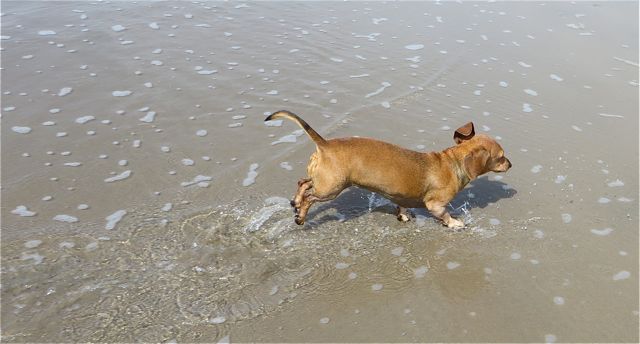 The camera sometimes isn't fast enough.....here Carmeh has her two back feet up off the sand.