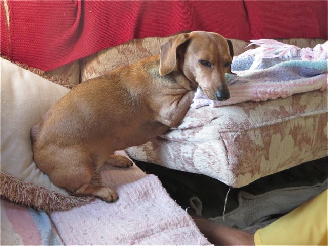 Carmeh being sweet. Colin was reaching under the sofa into our storage there and she was too relaxed to move.