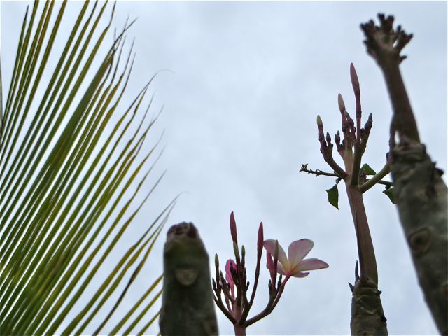 One of the things that I will miss the most is the blooming of my plumeria tree. The scent of those blossoms brings Hawaii to mind, very similar to my Isla paradise.