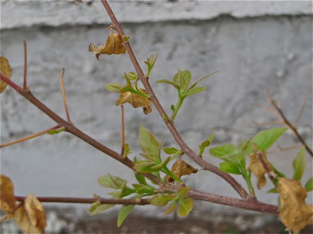 Somehow I had failed my bougainvilleas and they had gone dormant or maybe dead. About 2 weeks ago I decided to flood them with water and they came back.