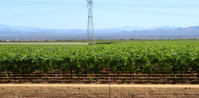 Miles of vineyards in Sonora. Nice to see different crops.