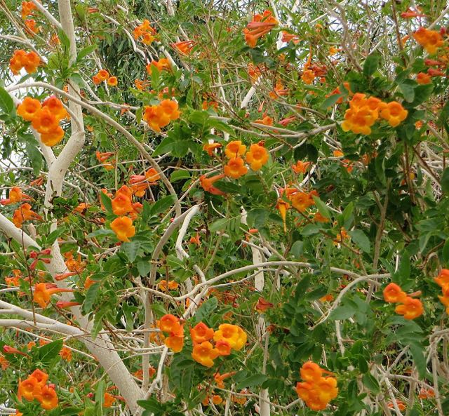 Many colorful blooms around.
