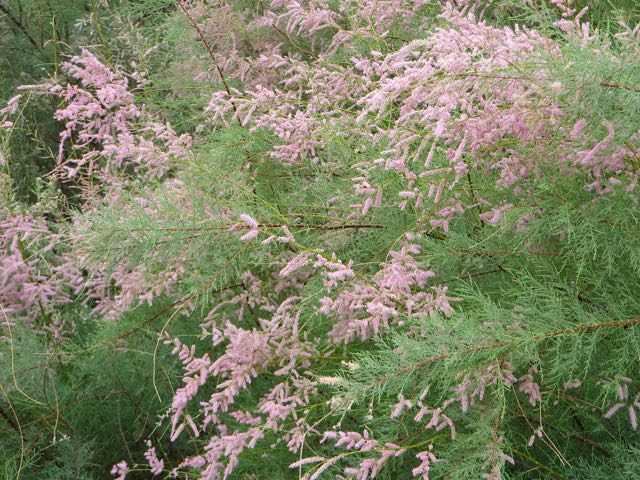 Most of thme seem to be a large bush or tree.