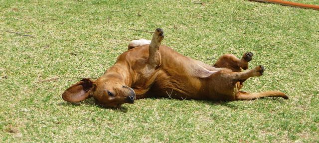 I was able to capture Carmeh as she twisted back and forth in the grass. Nothing wrong with her back at the moment :)