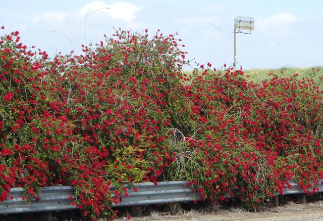 Lovely floral divider along I5 just past Sacamantot.