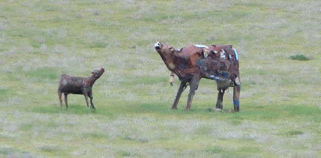 Our very first doxie