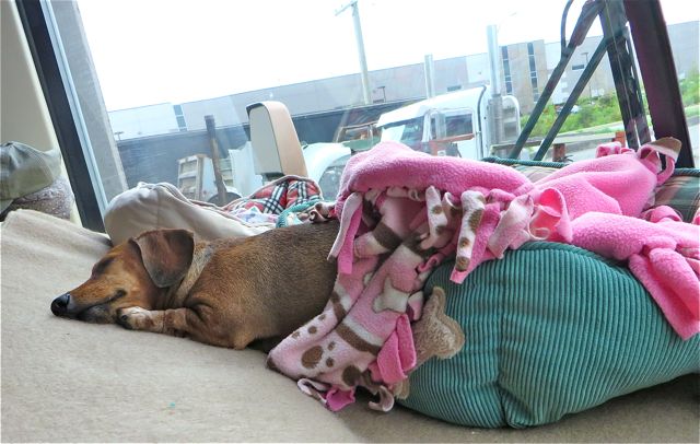 Caeli at her best...resting.
