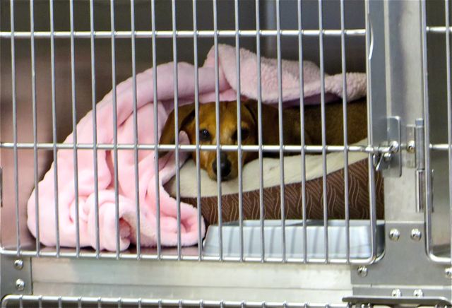 THis is what we saw when we arrived at the vets at noon. We took this peeking around the corner. ths staff were all busy and it was a while before any one spoke to us.