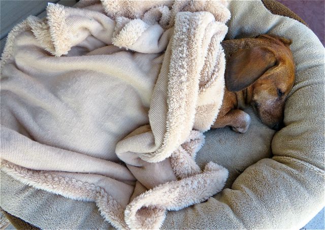 She slept in her bed on the front step for a few hours.