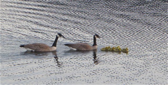 First shot I got of the goslings this spring.