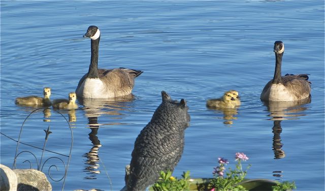 The second goose family I saw yesterday. I imagine that they were out for their evening paddle before tucking in for the night.