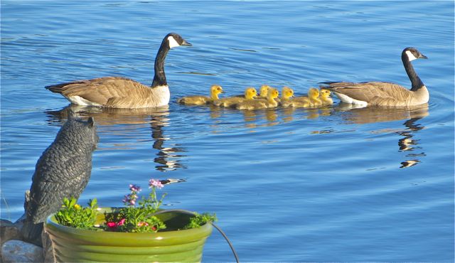 You can get a hint of what they look like above. l love the green grass color. This was the first set of geese I saw last evening.