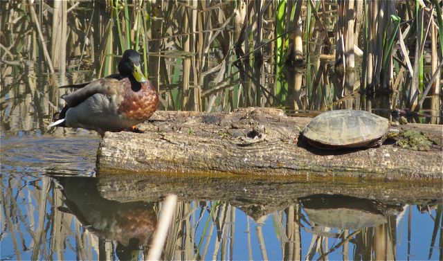 I didn't see any babies in the pond today but did spy this duck and turtle keeping each other company.