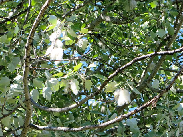 The cottonwood trees are in bloom and are beginning to carpet the path with the soft white fuzz.