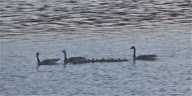 The only distressing thing of the day was seeing these two femails and one male with many many gosslings.