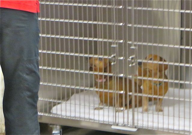 A very quick snap of them in a cage but at least they where together.