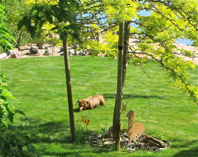 Caeli out in the yard yesterday on one of her many pee stops, poor thing.