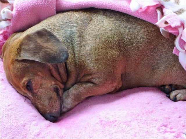 Caeli is sleeping a lot these past few days. She looks so innocent and precious.