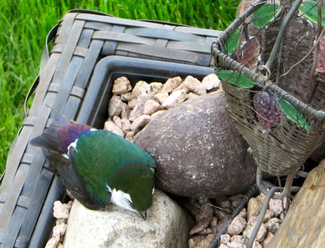 Colin did try to save the other by placing it on our rain chain basket. Sadly, a few hours later id passed away.