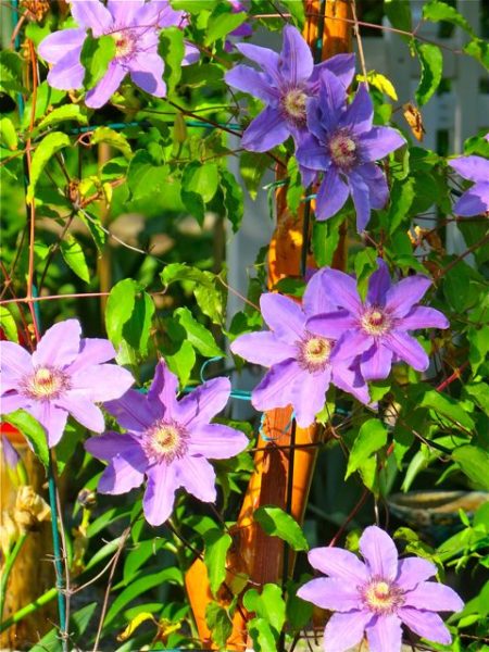 particulariy love these clematis, Ihad a few in our other yard