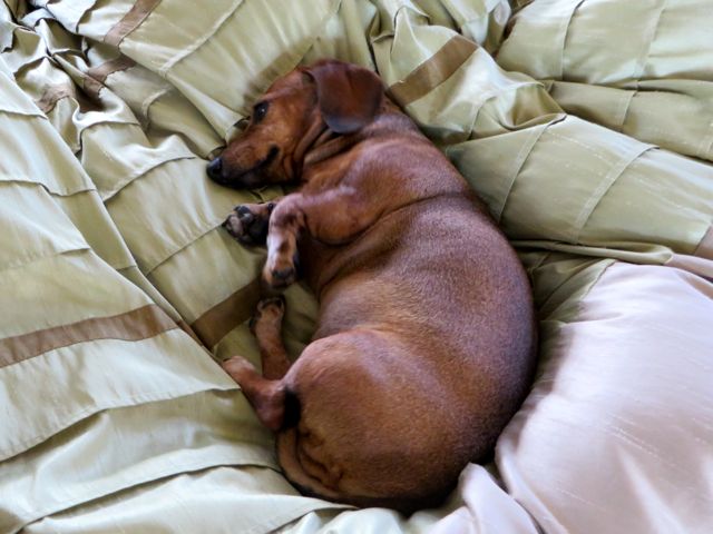 Meanhwhile Caeli was hinaging out on our bed which is where Carmeh usually is in the morning.
