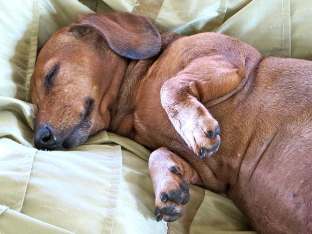 Caeli is such a sweetie. Both paws are up in the air as she sleeps.