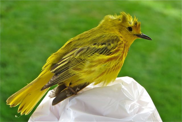 A beautifulo male