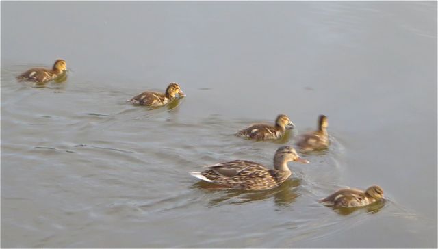 But it's great if you are a duck.