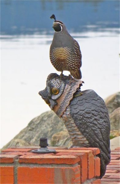 Caught this quail sitting on a deranged owls head over at our neighbors. Yeat anouthe dshot throught the iwndow.