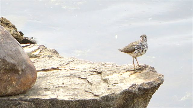 Meanwhile our Sandpiper continues to hang around. I saw his kids again today ( they move to fast to get a photo ).
