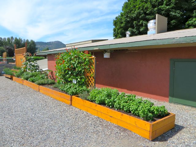 These are all herbs that are planted and made available to anyone who might want to use them.