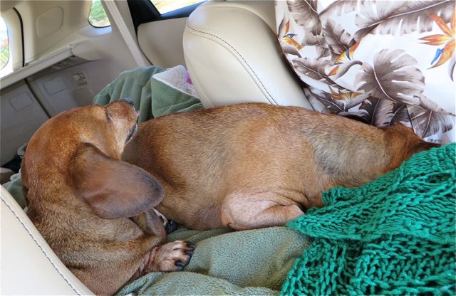 We were on our way to Osooyois to visit our friends Janet & Grant and their dog Boo.