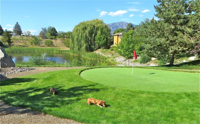 Our girls just had to check out one if the three putting greens to do their business on.