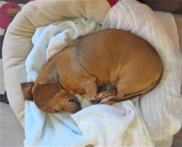 She did spend most of the day resting in the bed between our desks.
