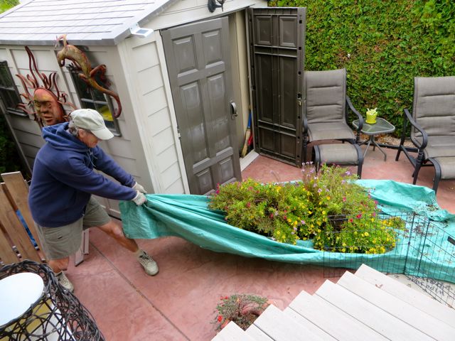 First thing was to empty our plant pots. We certainly had glorious flowers this past summer.