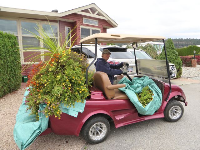 It took two overflowing golf carts loads to dispose of the plants and the totally root bound soil.