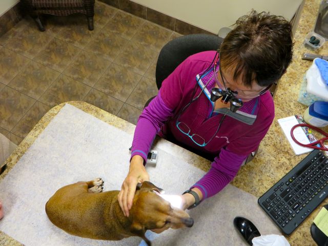 By 10Am we were at the vet for out final check up and paperowkr for crossing two international borders.