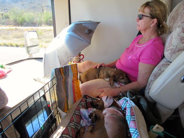 Hot, hot hot! We have created a dog firnedly enviroment.