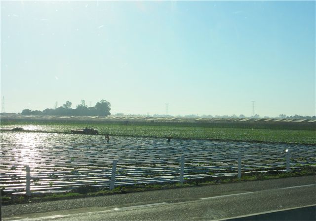 A typical Culiacan area agricultural image