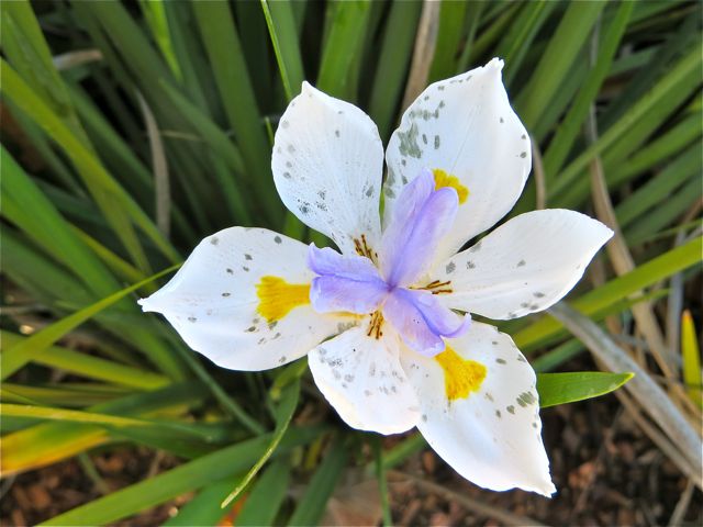 A lovely flower. I also saw some Camelias, once of my favorites but the flowers were past their prime.