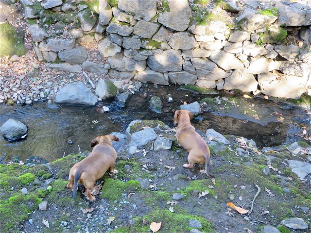 Our last stop of the day was perfect. First the girls got to walk around and listened to a babbling brook.