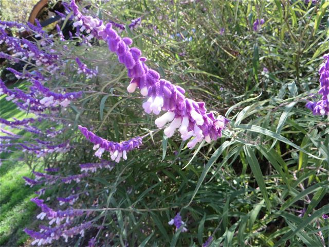 No idea what this is other than pretty.